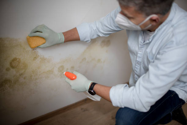 Best Certified Mold Removal  in Black River, NY