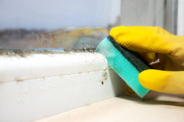 Best Attic Mold Removal  in Black River, NY