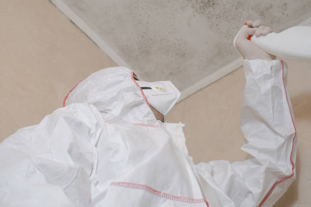 Mold Removal and Inspection in Black River, NY