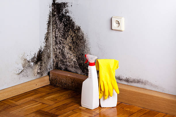 Best Certified Mold Removal  in Black River, NY