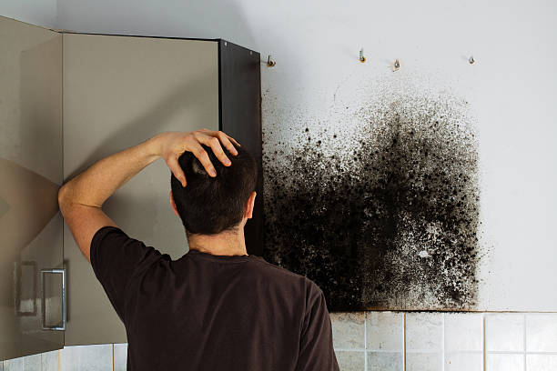 Best Mold Damage Repair  in Black River, NY