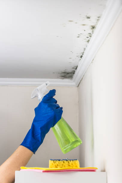 Best Commercial Mold Removal  in Black River, NY